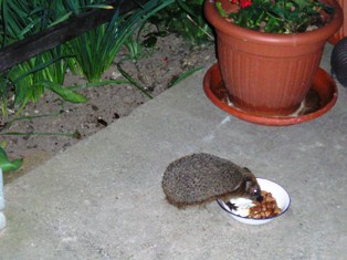 2008 Bist du das kleine Igelchen aus dem vergangenen Jahr?