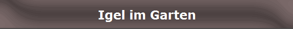 Igel im Garten